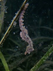 Hippocampus breviceps