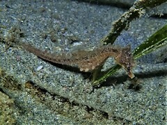Hippocampus breviceps