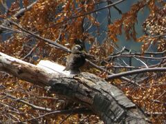 Cinclodes patagonicus