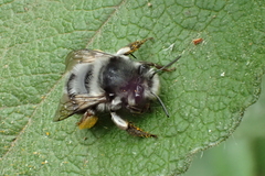 Anthophora alluaudi