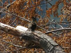 Cinclodes patagonicus