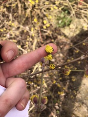 Cornus mas