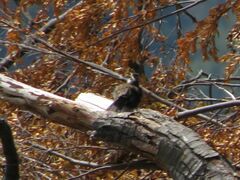 Cinclodes patagonicus