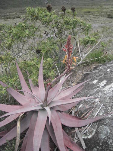 Aloe charlotteae image