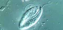 Anisonema acinus