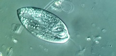 Anisonema acinus