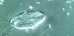 Anisonema acinus