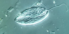 Anisonema acinus