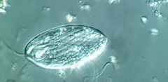 Anisonema acinus
