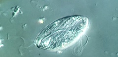 Anisonema acinus