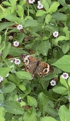 Junonia coenia