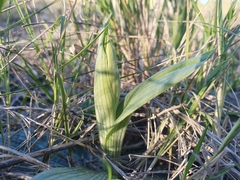 Ophrys sphegodes massiliensis