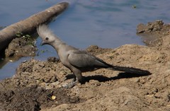 Corythaixoides concolor bechuanae