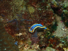 Chromodoris annae