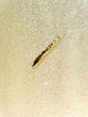 Styringomyia