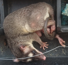 Philander opossum
