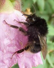 Bombus terrestris canariensis