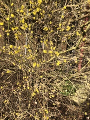 Cornus mas