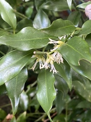 Sarcococca