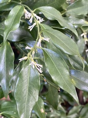 Sarcococca