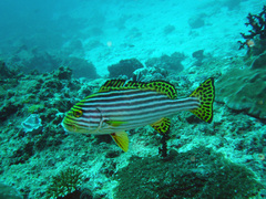 Plectorhinchus vittatus