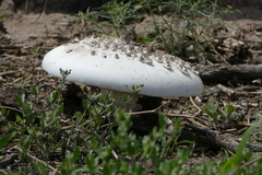 Termitomyces schimperi