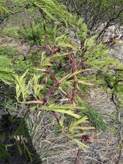 Vachellia astringens