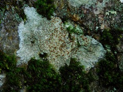 Lecanora saxigena