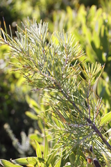 Hakea gibbosa