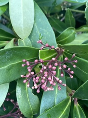 Skimmia
