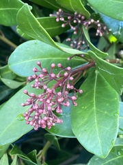 Skimmia