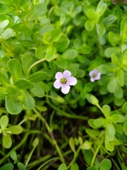 Bacopa