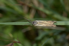 Spiris striata