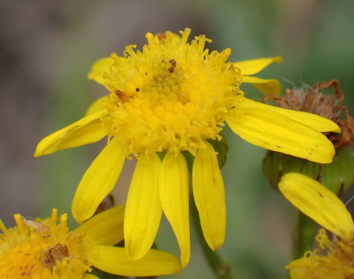 Image of Senecio ilicifolius by (c) Nicola van Berkel, some rights reserved (CC BY-SA)