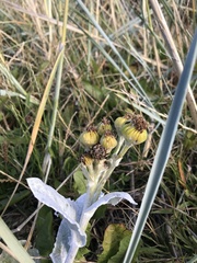 Senecio candidans