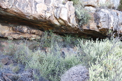Diospyros glabra