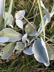 Senecio candidans