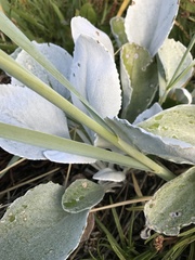Senecio candidans