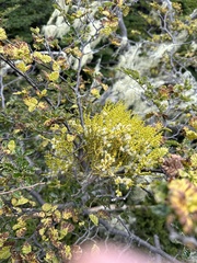 Misodendrum punctulatum