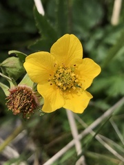 Geum magellanicum