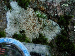 Lecanora saxigena