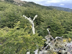 Misodendrum punctulatum