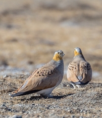 Syrrhaptes tibetanus
