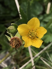Geum magellanicum