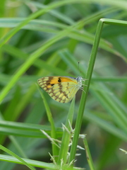Colotis vesta