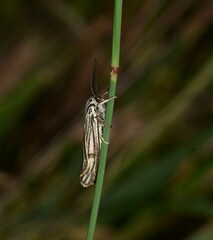 Spiris striata