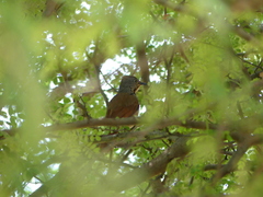 Cichladusa arquata