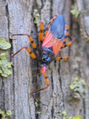 Rhynocoris