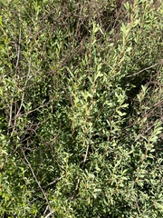 Polygonella polygama