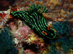 Nembrotha kubaryana